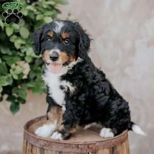 Skittles, Mini Bernedoodle Puppy